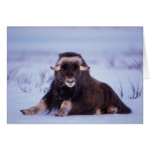 muskox, Ovibos moschatus, young bull