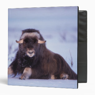 muskox, Ovibos moschatus, young bull Binder