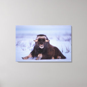 muskox, Ovibos moschatus, young bull Canvas Print