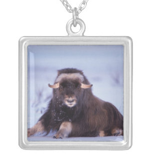 muskox, Ovibos moschatus, young bull on the Silver Plated Necklace