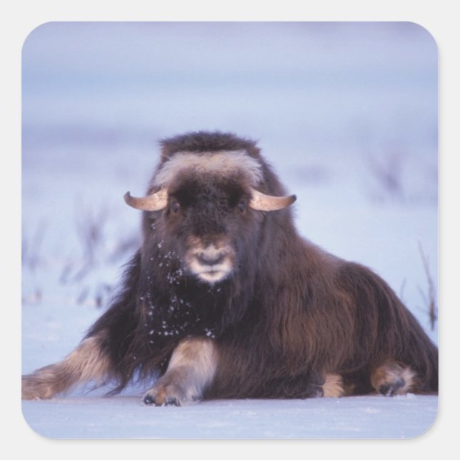 muskox, Ovibos moschatus, young bull Square Sticker (Front)