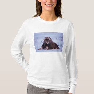 muskox, Ovibos moschatus, young bull T-Shirt
