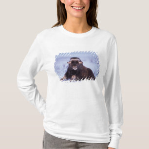muskox, Ovibos moschatus, young bull T-Shirt