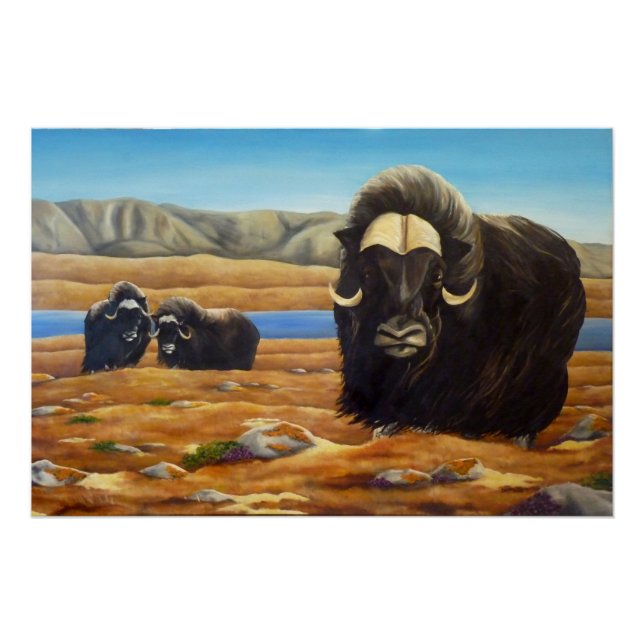 Muskox Painting Canadian Wildlife Poster Print (Front)