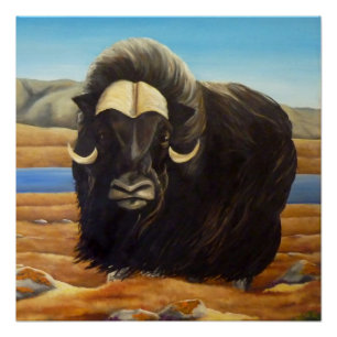Muskox Peinture Poster canadien de la faune Imprim