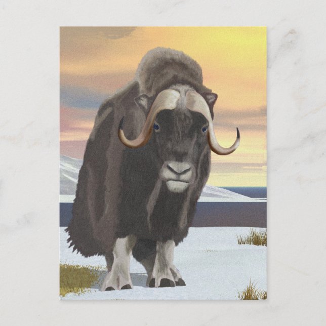 Muskox Postcard (Front)