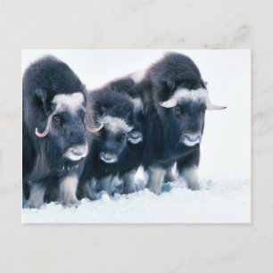 Muskoxen Postcard