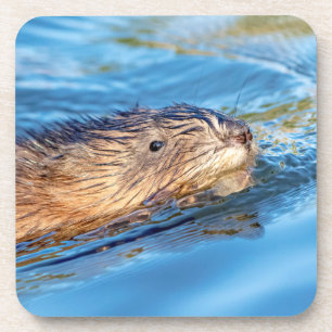 Muskrat at Vassar Farms Ecological Preserve Coaster