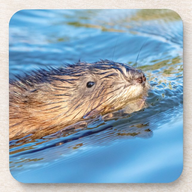 Muskrat at Vassar Farms Ecological Preserve Coaster (Front)