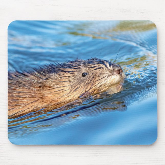 Muskrat at Vassar Farms Ecological Preserve Mouse Pad (Front)