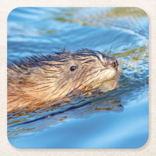 Muskrat at Vassar Farms Ecological Preserve Square Paper Coaster