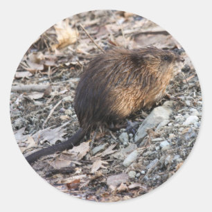 Muskrat Classic Round Sticker