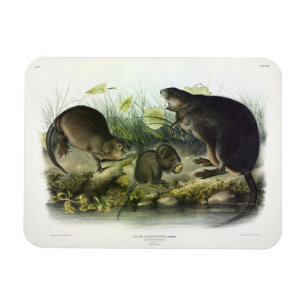 Muskrat from Audubon's Quadrupeds of North America Magnet