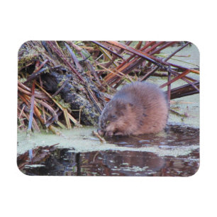 Muskrat Magnet