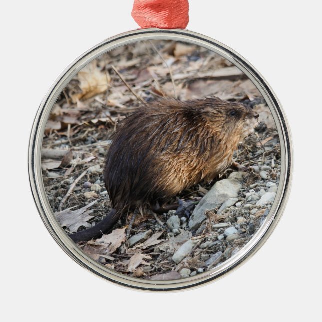 Muskrat Metal Ornament (Front)