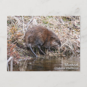 Muskrat Postcard