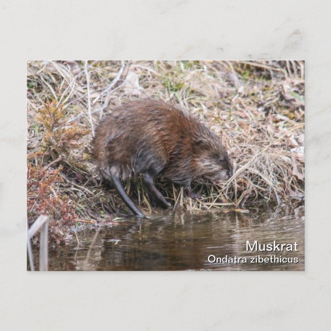 Muskrat Postcard (Front)