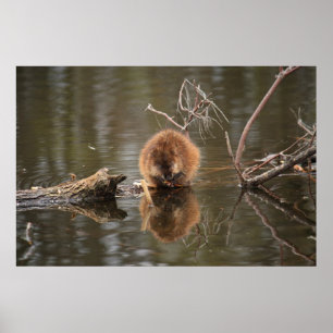 Muskrat Poster