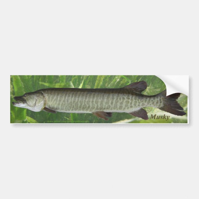 Musky Bumper Sticker (Front)