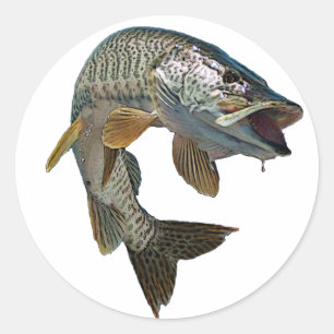 Musky hunter 7 classic round sticker