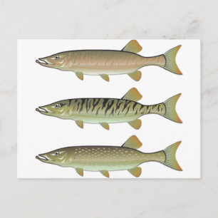 Musky Tiger musky and Northern Pike vector Postcard