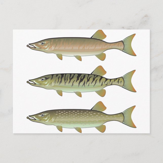 Musky Tiger musky and Northern Pike vector Postcard (Front)