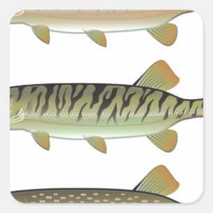 Musky Tiger musky and Northern Pike vector Square Sticker