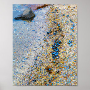 Mussel Shells in Maine Poster