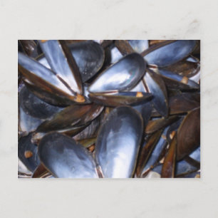 Mussel Shells Postcard