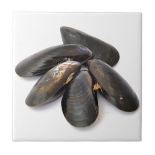 Mussel Tile