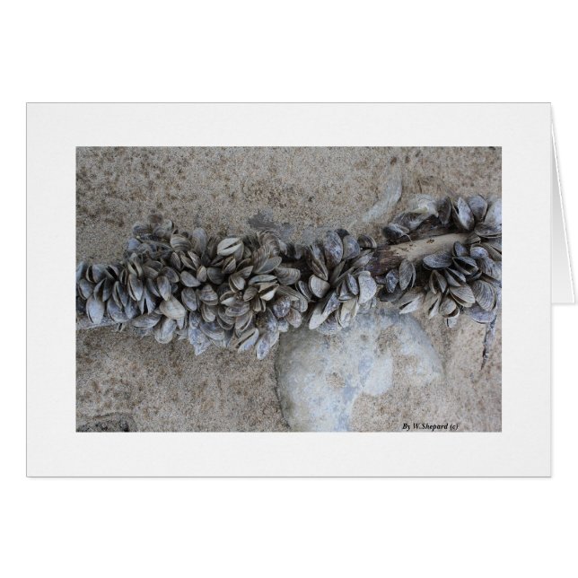 Mussels              By W.Shepard (c)       ... (Front Horizontal)