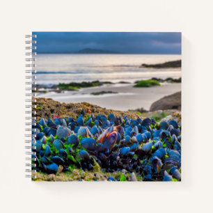 Mussels Notebook