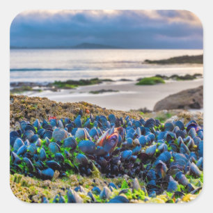 Mussels Square Sticker