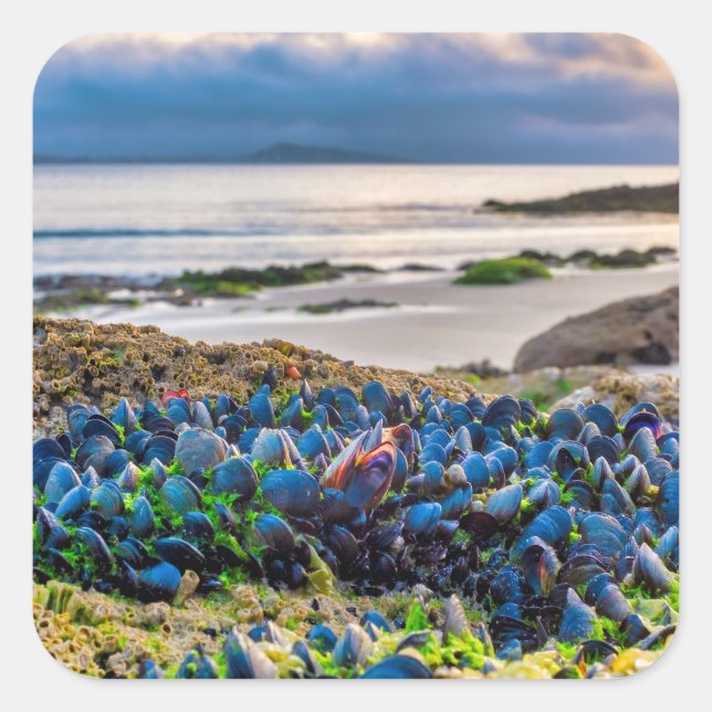 Mussels Square Sticker (Front)