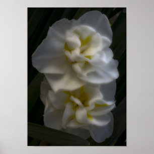 Must be a Dream Narcissus Daffodils Poster