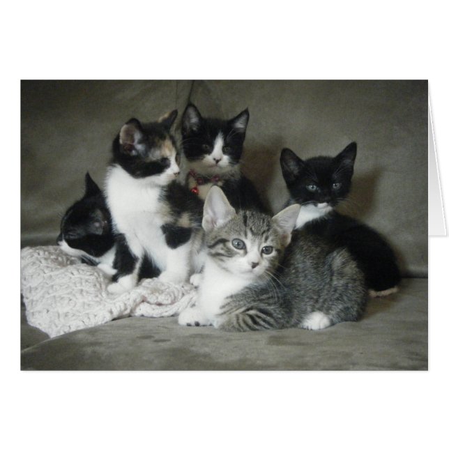 Must Love Kittens (Front Horizontal)