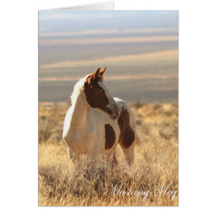 Mustang aux yeux bleus sauvage de Card~ petit