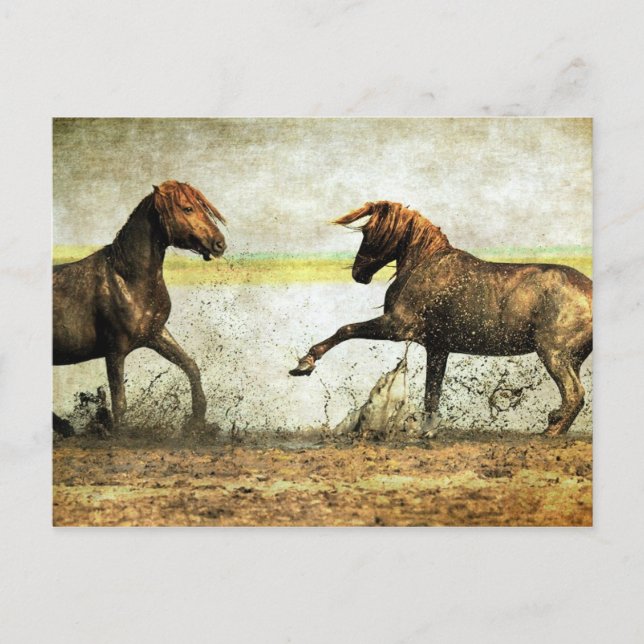 Mustang Battle Postcard (Front)