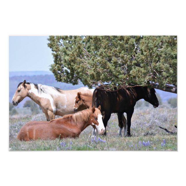 Mustang Charm 19" x 13" Pro. Satin papier photo (Devant)