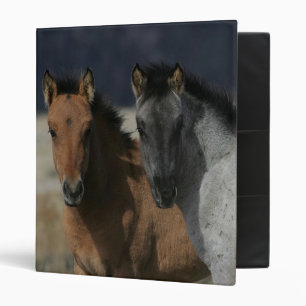 Mustang Foal Headshot Binder