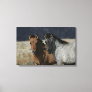 Mustang Foal Headshot Canvas Print