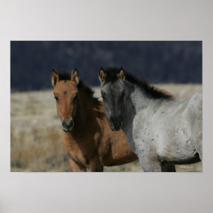 Mustang Foal Headshot Poster