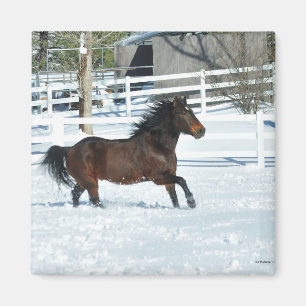 Mustang in Snow In Garner Valley Magnet
