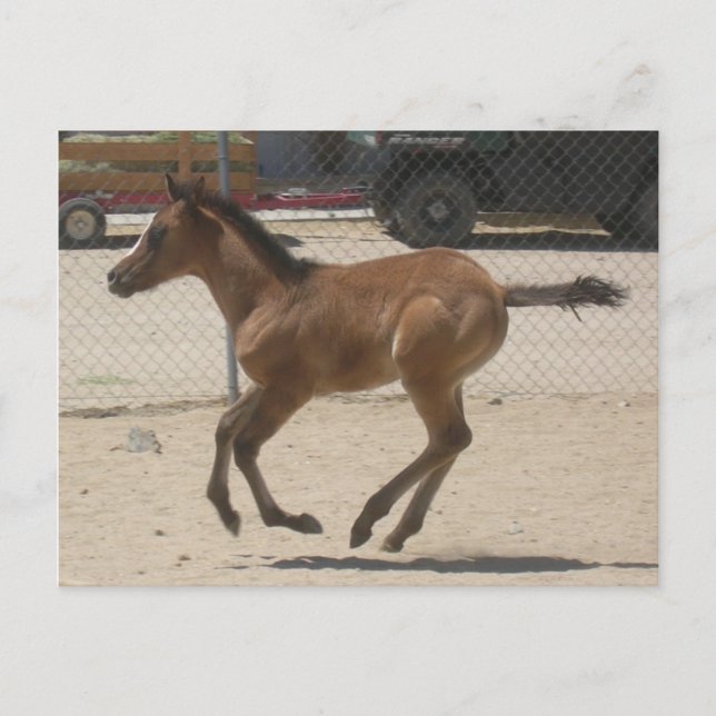 Mustang-Spirit Post Card (Front)