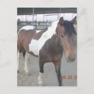 Mustang-Spirit Postcard