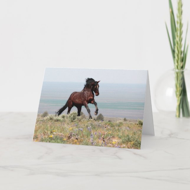 Mustang Stallion, Clancy- Greeting Card (Front)
