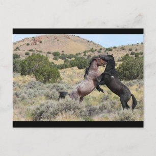 Mustang Waltz Postcard