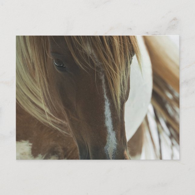 Mustang Wild Horse Postcard (Front)