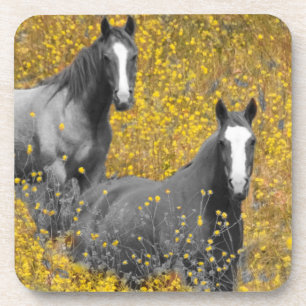 Mustard and Horses Coaster