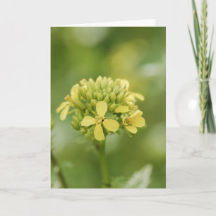 Mustard plant card